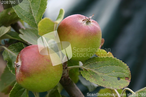 Image of apples