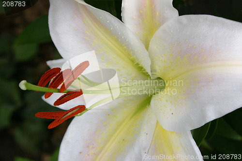 Image of white lily