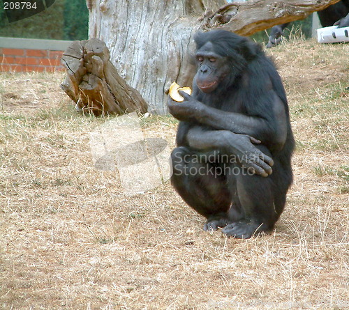 Image of chimpanzee