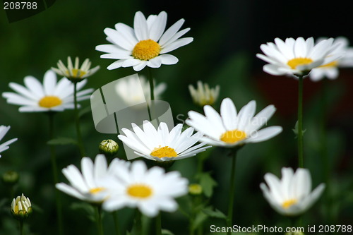 Image of daisies