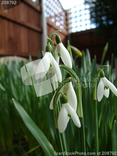 Image of snowdrops