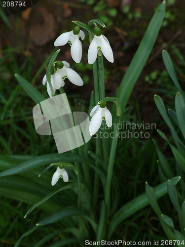 Image of snowdrops