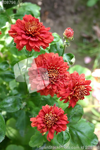 Image of red chrysanthemums