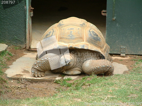 Image of tortoise