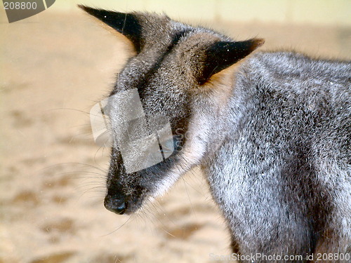Image of baby wallaby