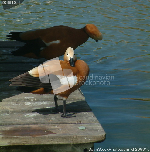 Image of geese