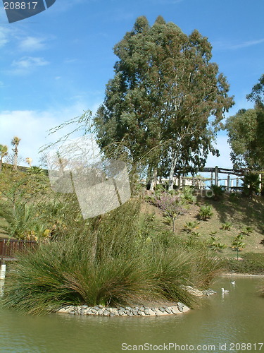 Image of terrapins under a bush