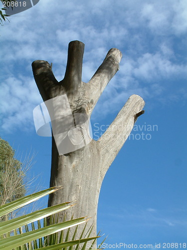 Image of dead tree trunk