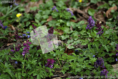 Image of Wild Flowers