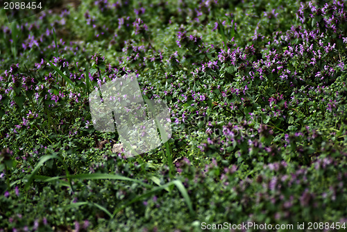 Image of Wild Flowers