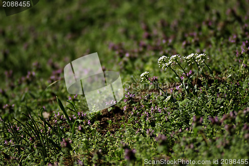 Image of Wild Flowers