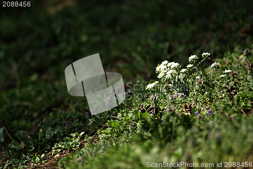 Image of Wild Flowers