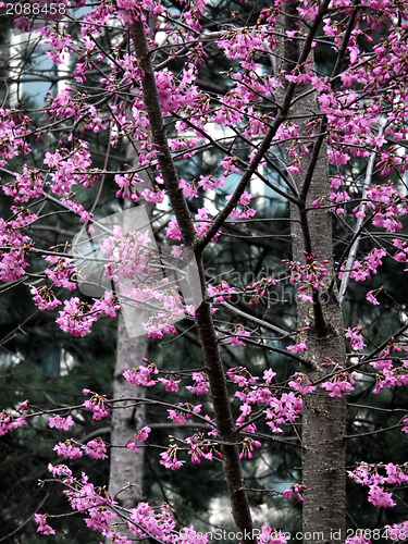 Image of Pink Blossoms