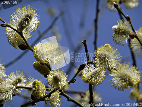 Image of Yellow Blossoms