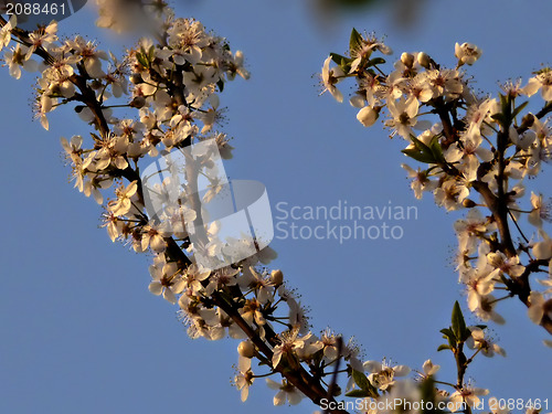 Image of White Blossoms
