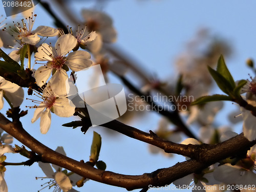 Image of White Blossoms