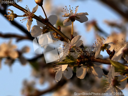 Image of White Blossoms