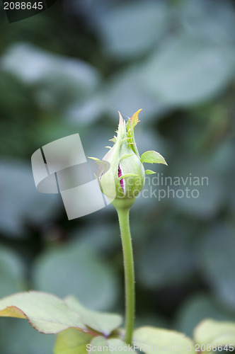 Image of Rose bud