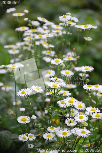 Image of Daisy in garden