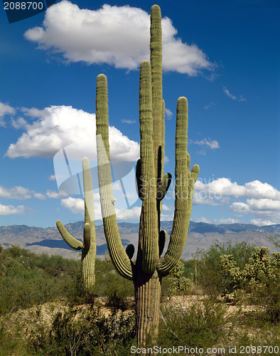 Image of Saguaro, Arizona