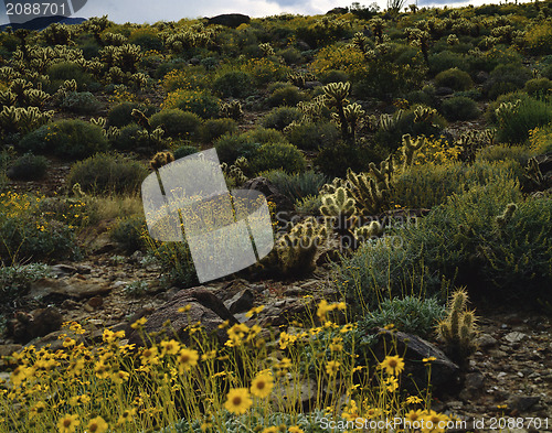 Image of Mojave Desert