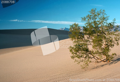 Image of Mesquite Tree