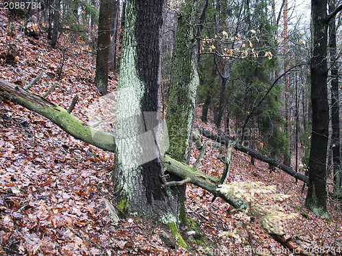 Image of Autumn forest