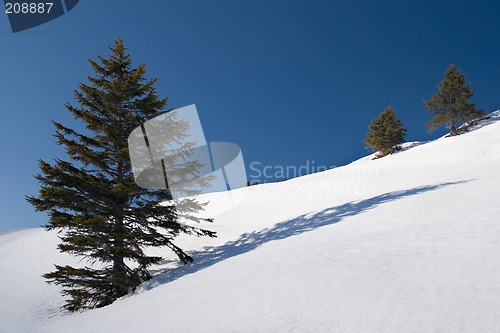 Image of trees and shadows