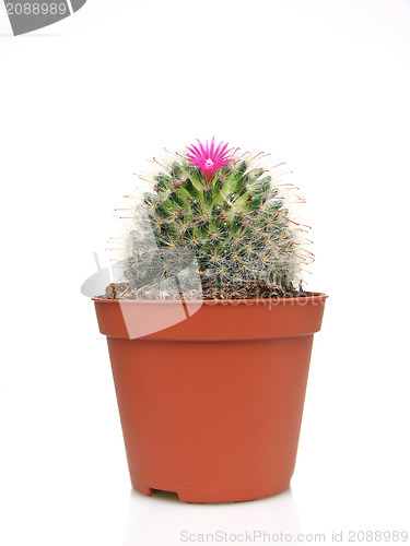 Image of Blossoming cactus in a pot