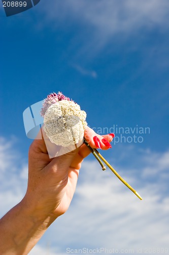 Image of Flowers
