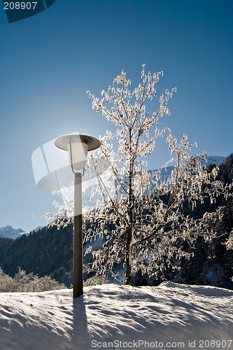 Image of Lamp Post and Tree