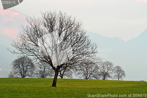 Image of Trees on Grass Field