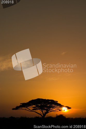 Image of Acacia Tree at Sunrise