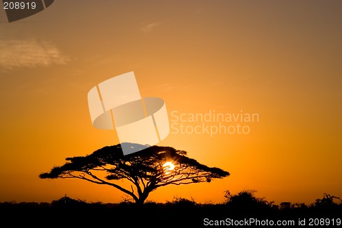 Image of Acacia Tree at Sunrise