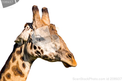 Image of Giraffe Profile