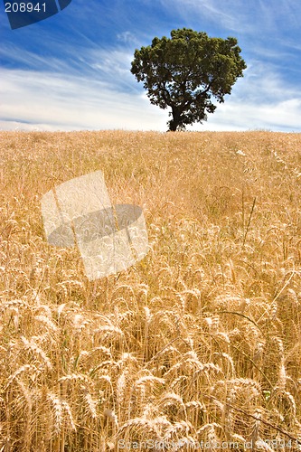 Image of Tree on Golden Field