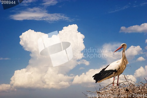 Image of White Stork