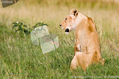 Image of Lioness on Grassland