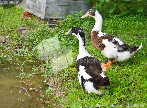 Image of Colourful duck.