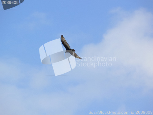 Image of Floating in the Sky bird.