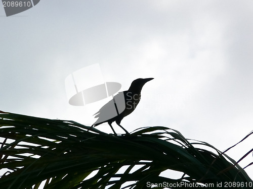 Image of Bird on a branch.