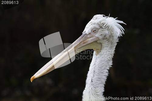 Image of Pelican