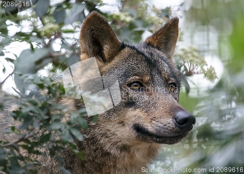 Image of Iberian wolf