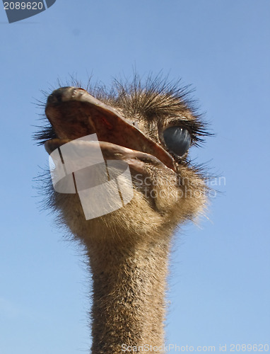 Image of Mimicry is an ostrich.