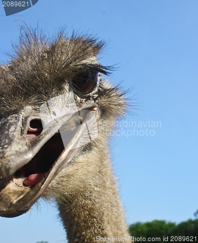 Image of Mimicry is an ostrich.