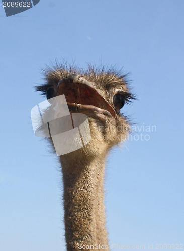 Image of Sociable ostrich.