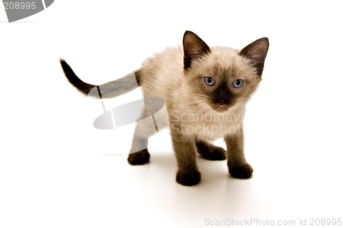 Image of Small Kitten