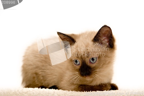 Image of Small Kitten