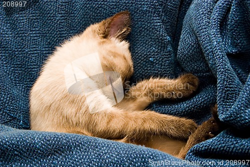 Image of Baby Kitten Sleeping