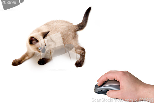 Image of Cat and Mouse